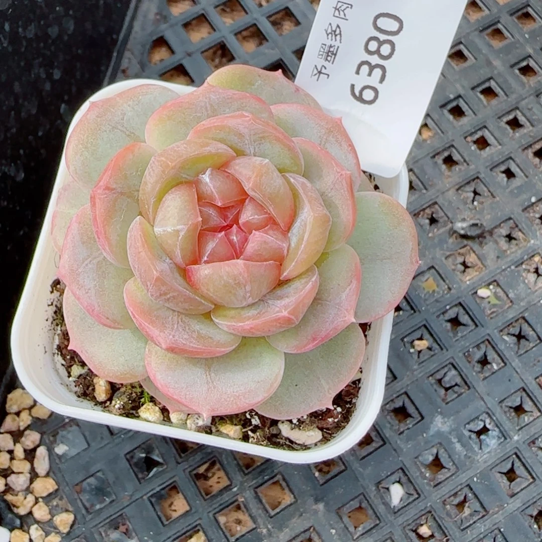 孤品珍妮，6380多肉植物