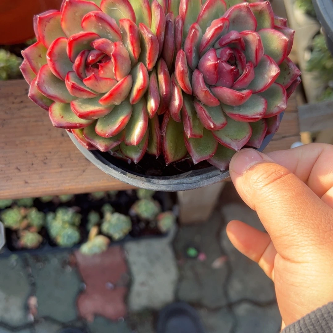 静***开双头万宝龙多肉植物