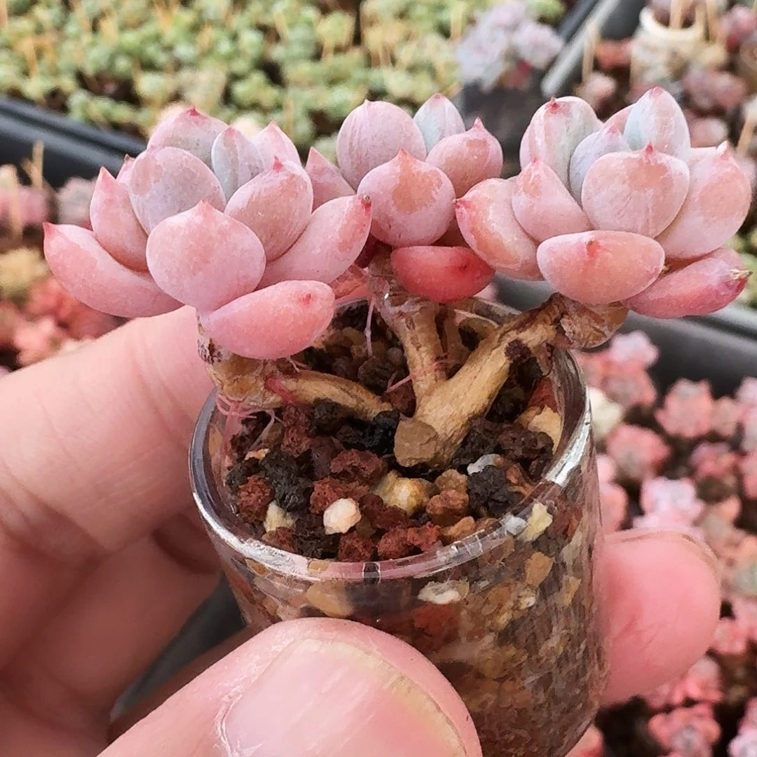 多肉星星雪小群生