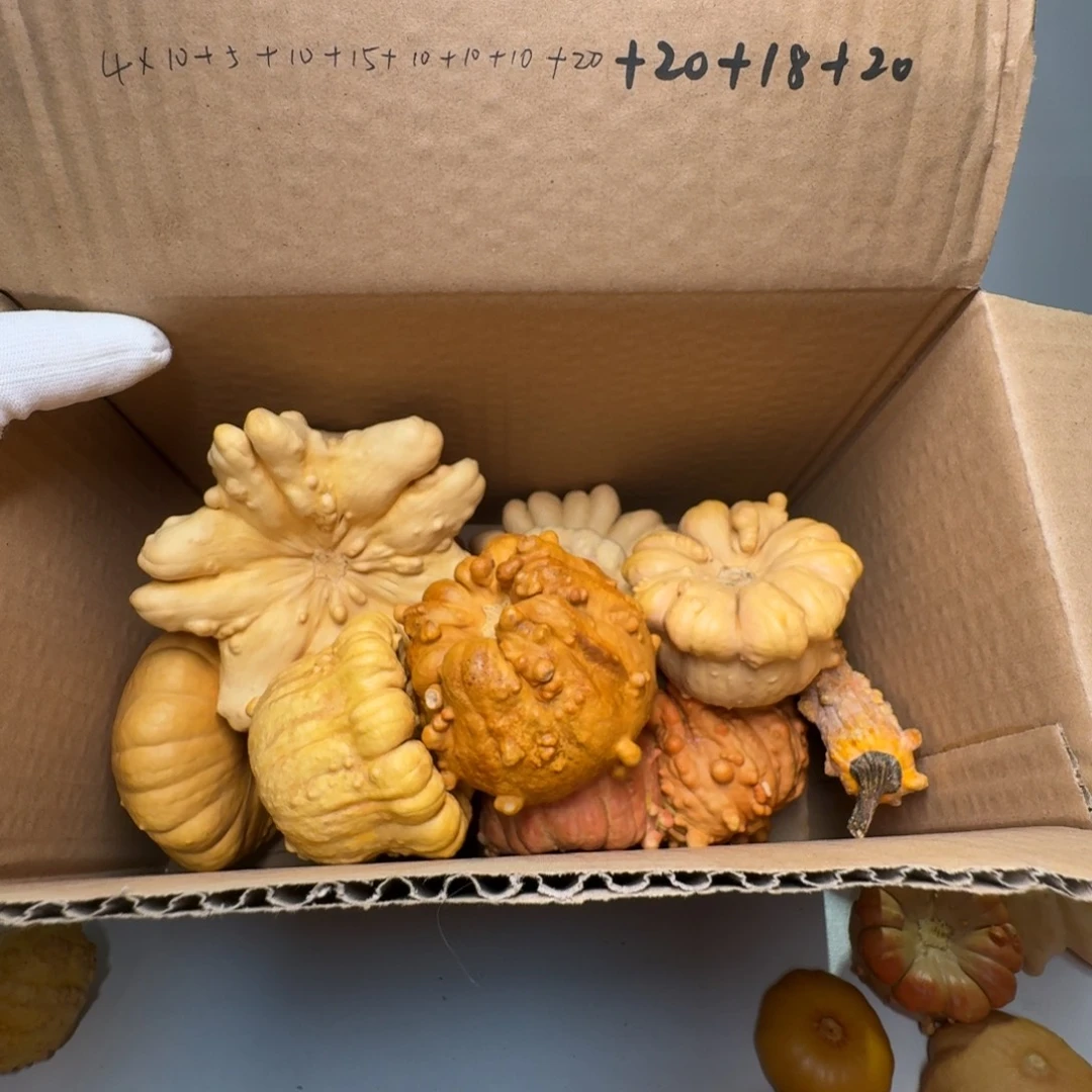 王***拿墨西哥七彩葫芦特价