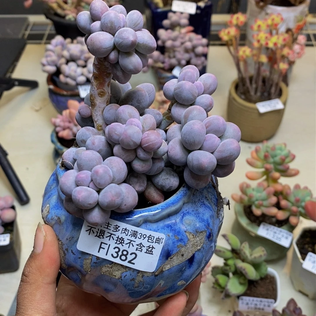 *️****382香水手指奶多肉9c m