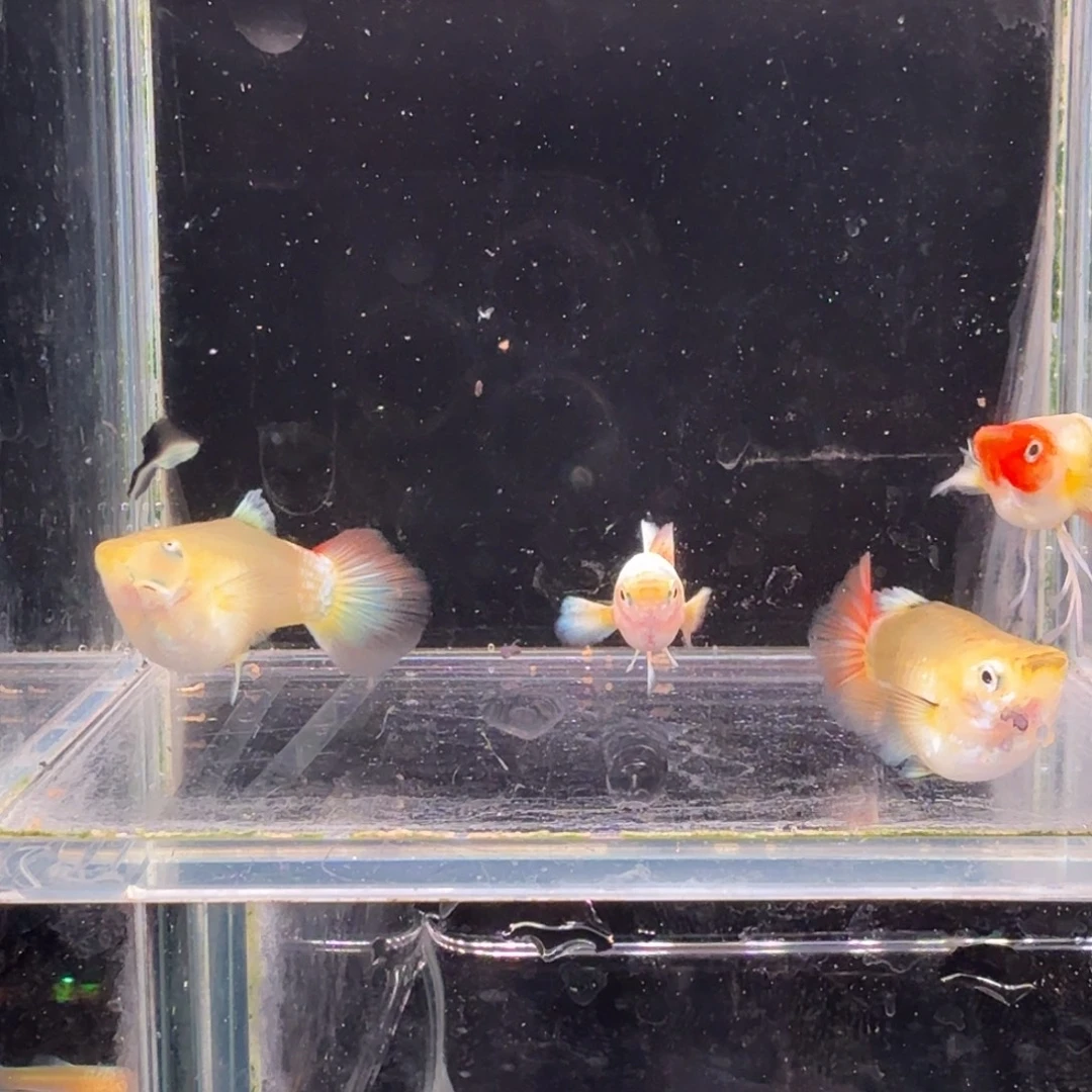 孔雀鱼圣诞2对孔雀鱼