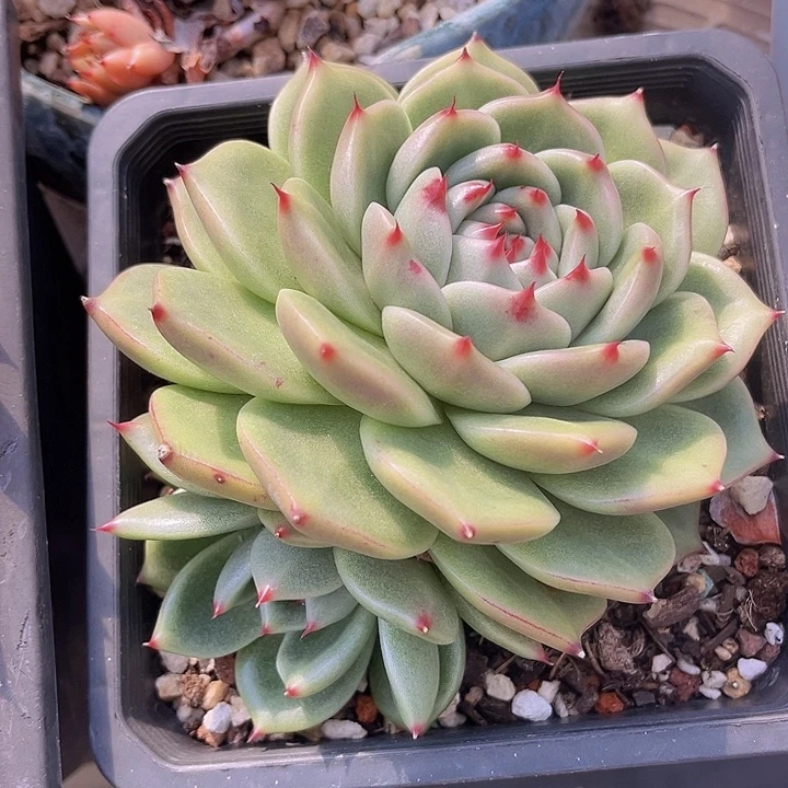 超级蓝龙1280多肉植物