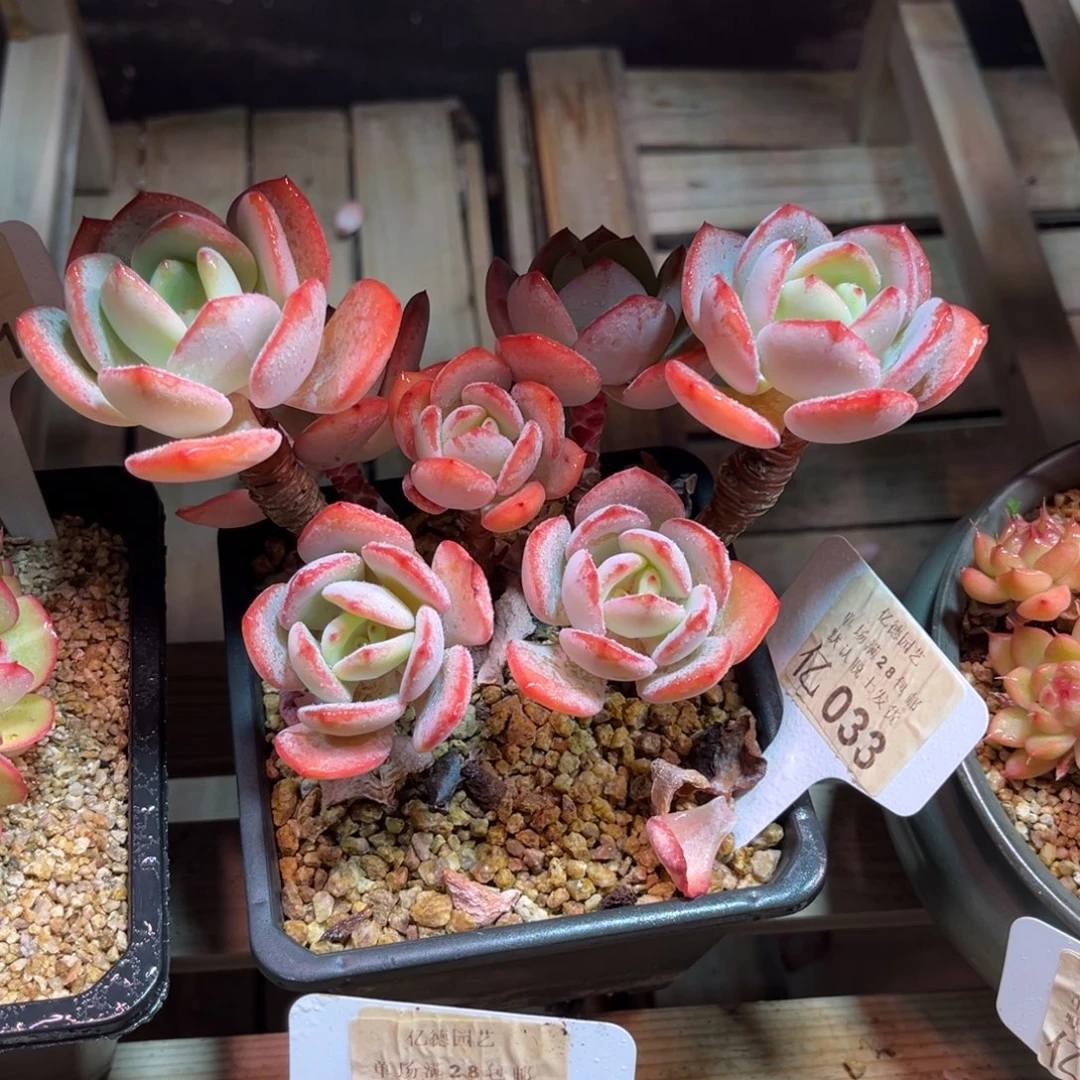 白月光guolvyuhelva