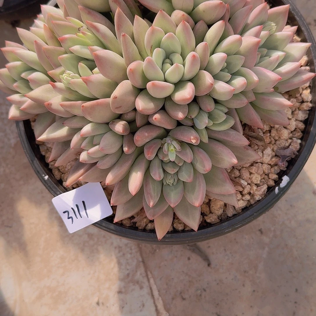 玉*3111仙贝多肉植物