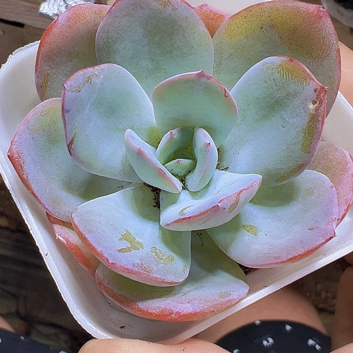 布鲁兰19包邮多肉植物