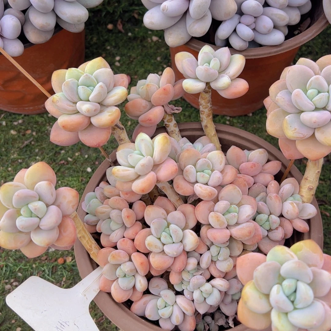 香玉的故事是一个人的故事吗我的