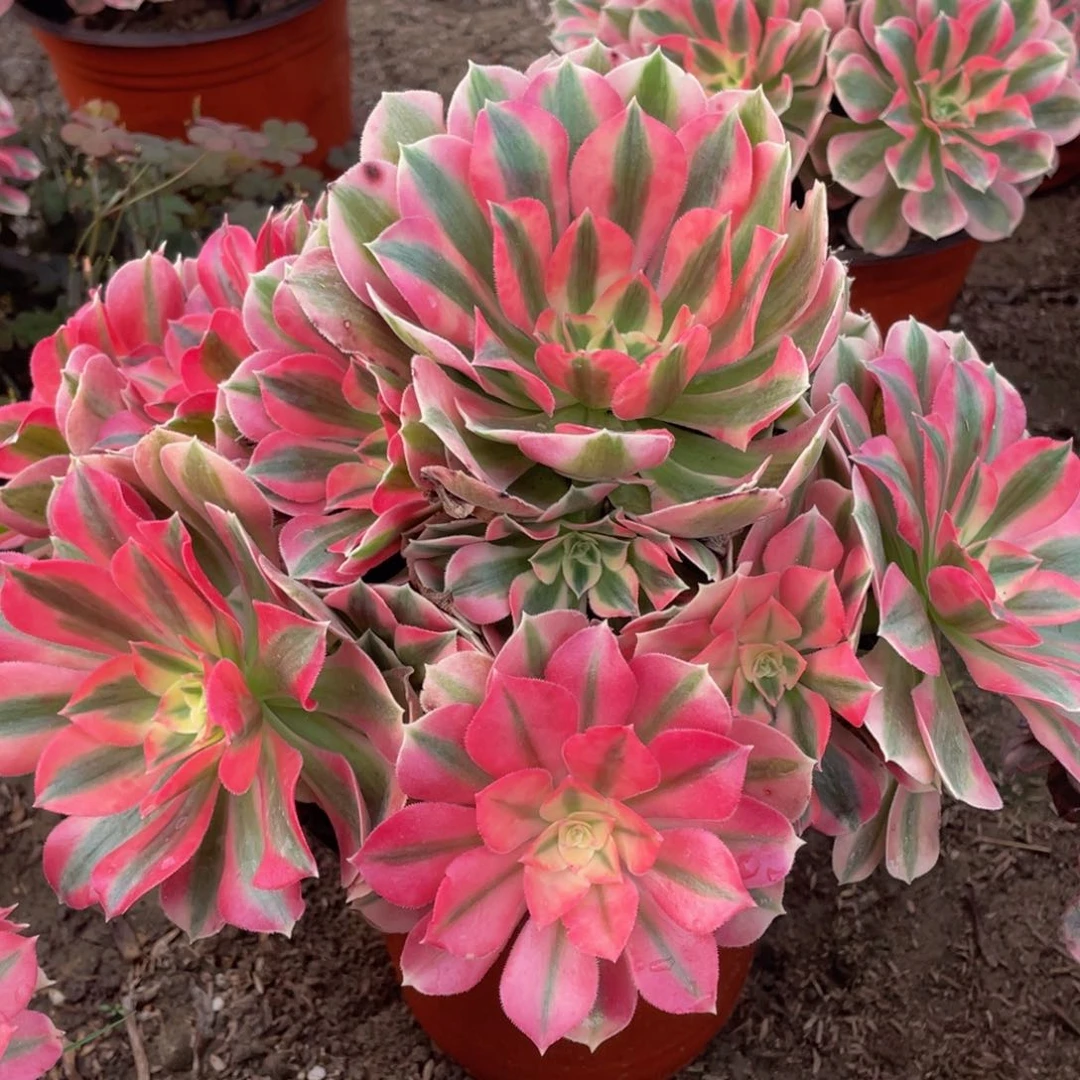 353粉女巫精品法师老桩