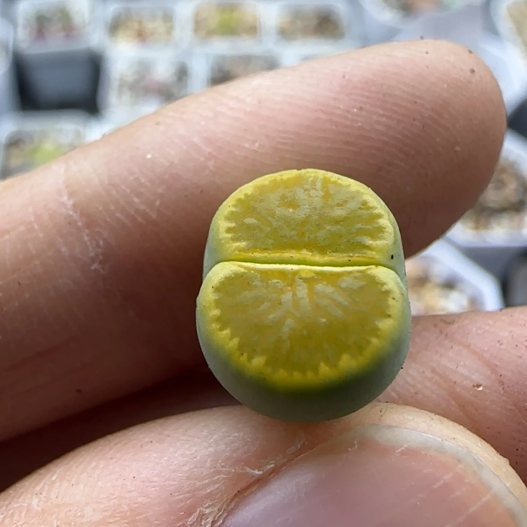 313清框福利30包邮