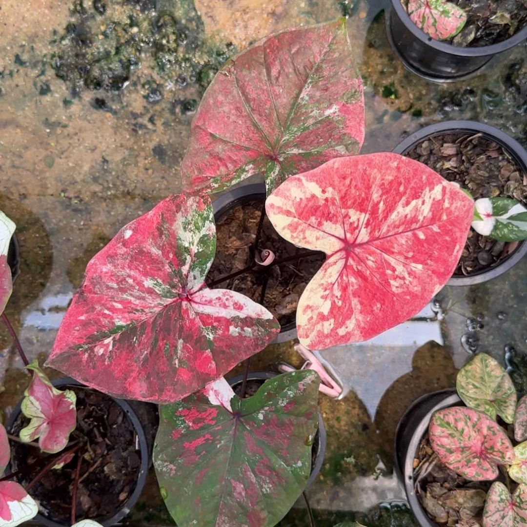 38-0917泰国发货彩叶芋