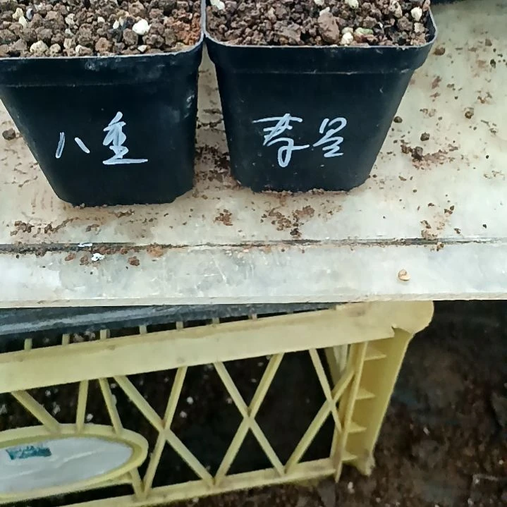 无花朵八重加寿星扦插苗