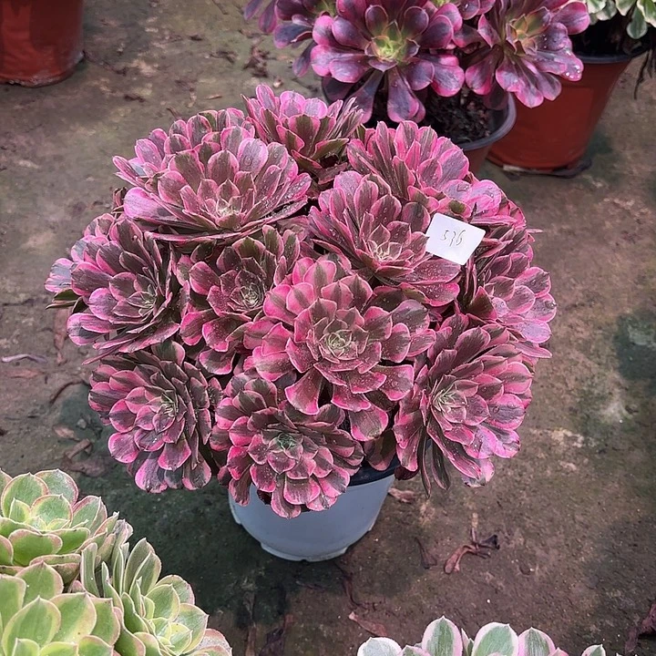 多肉植物霁月00536
