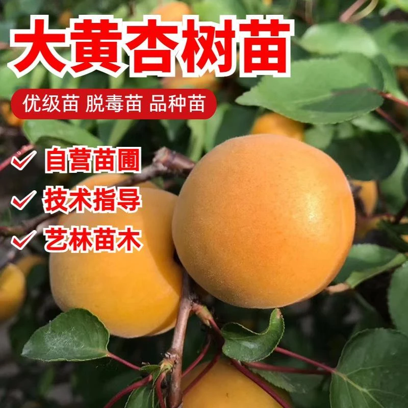 2025杏树活苗嫁接山东大黄杏甜杏子树苗盆栽地栽北南方种植