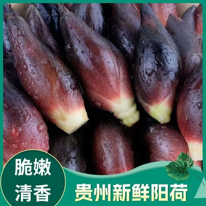 贵州特产新鲜洋河新鲜现摘阳荷姜当季高山蔬菜鲜嫩可口阳和洋藿