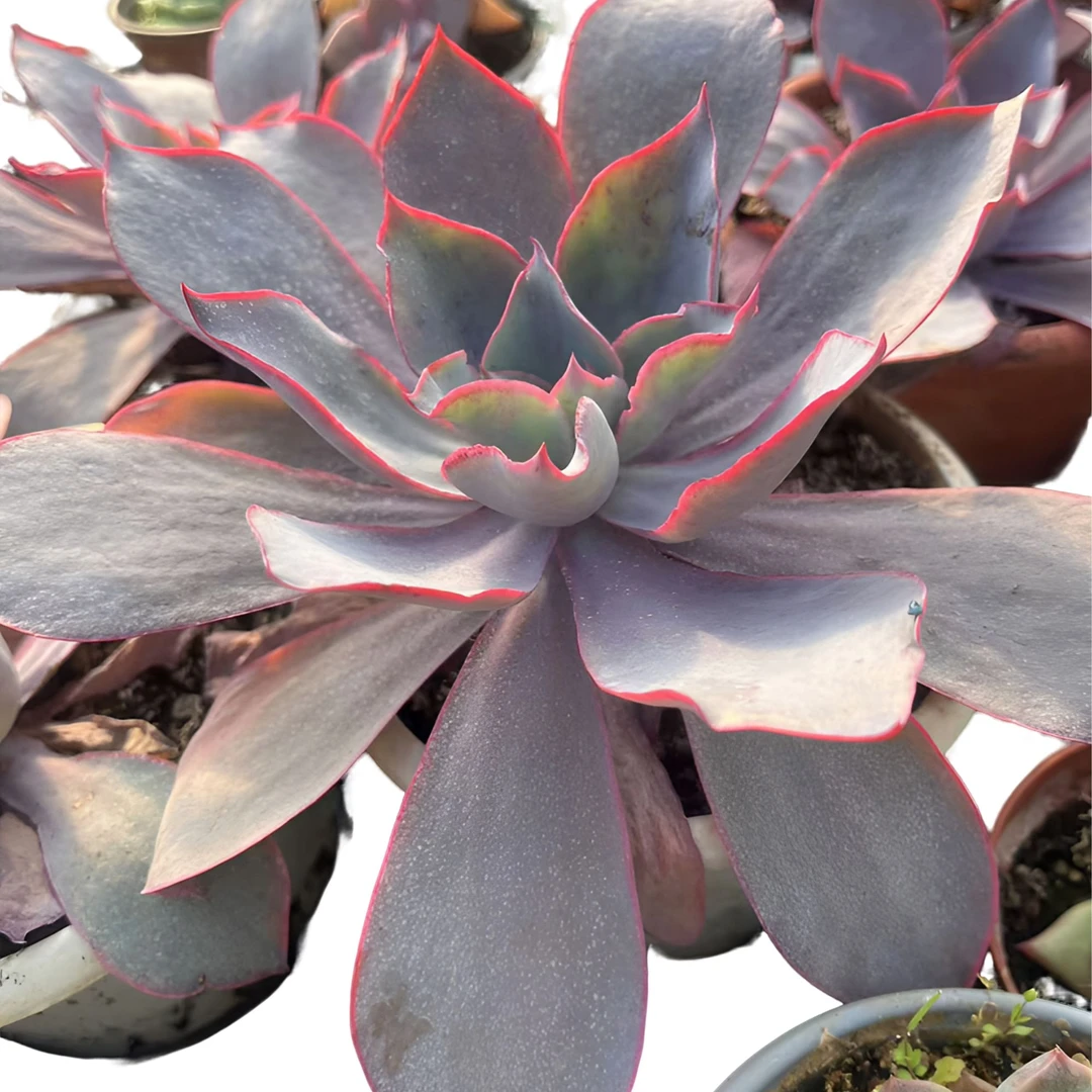 401-500号昆明多肉植物基地满18包邮2月12日