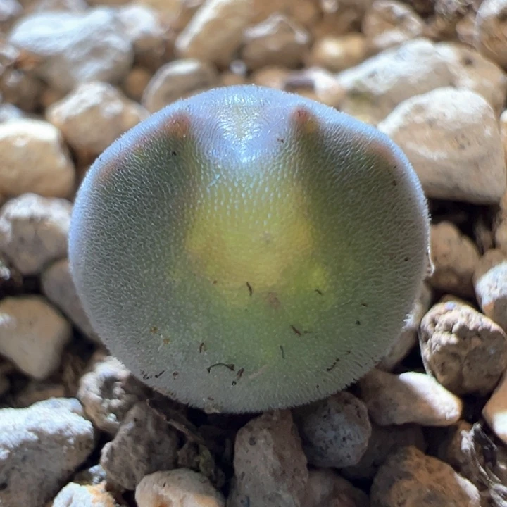 740。青蛙2年大眼睛。又球耳朵又短 体型好！