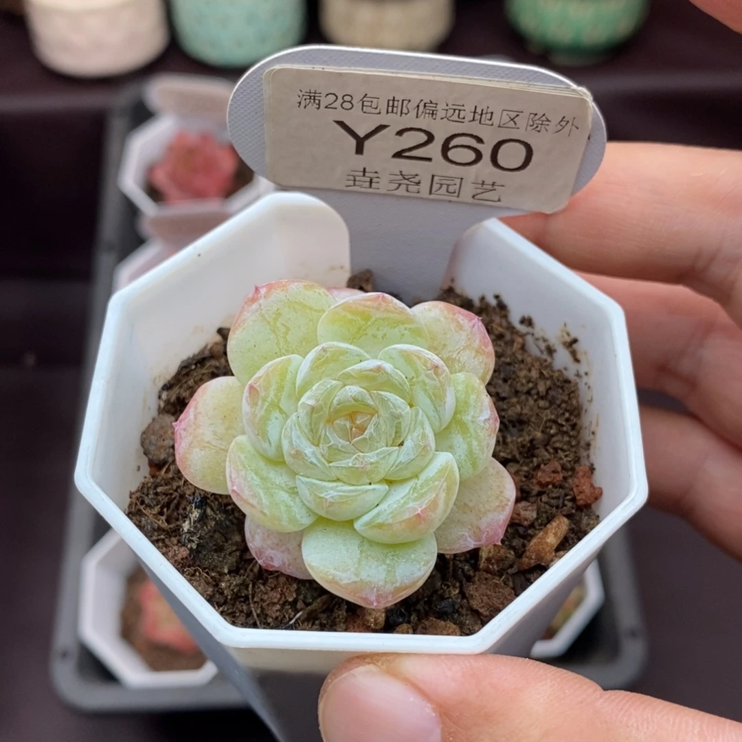 0260 雪颜单头 4cm