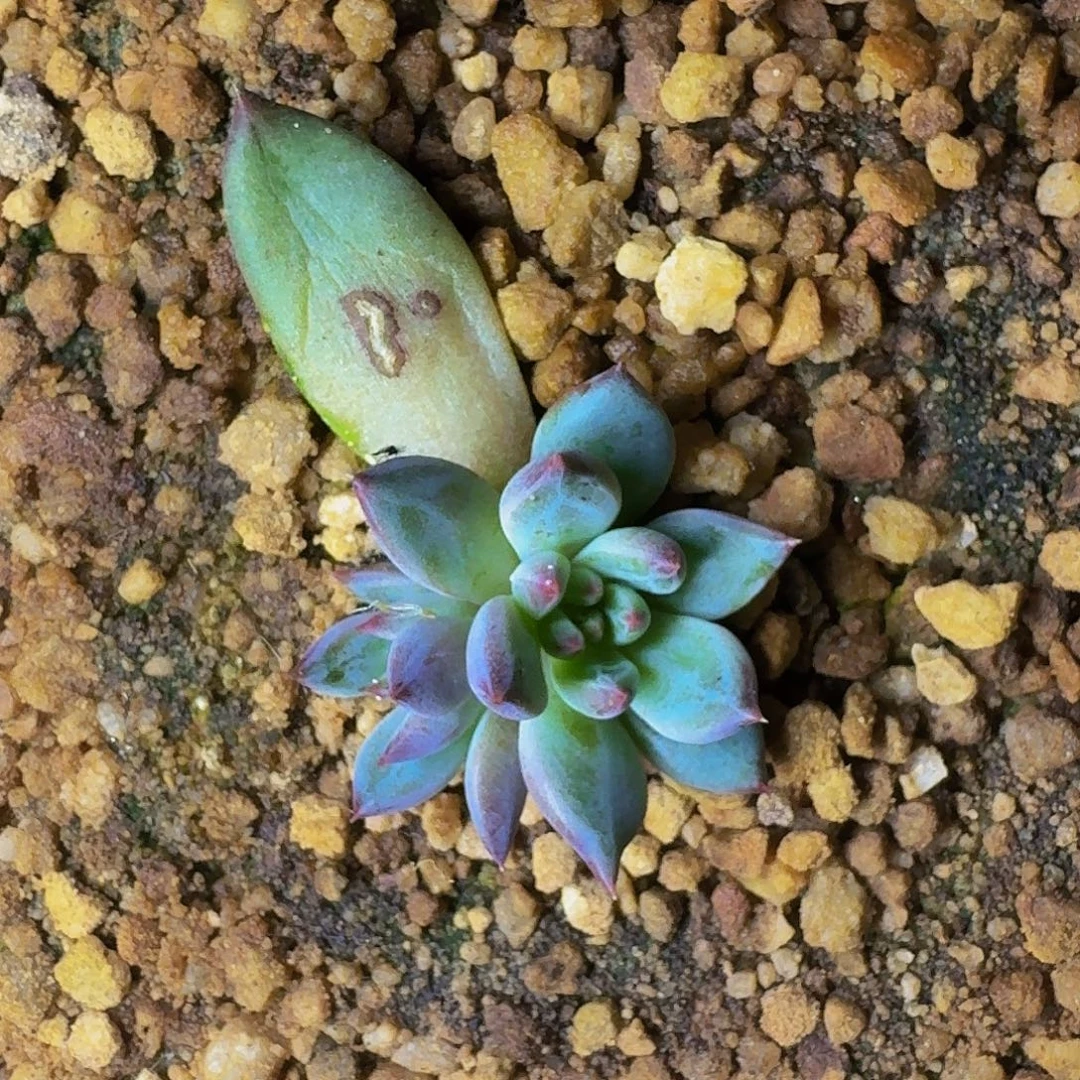 紫镜叶插 大苗  一物一拍