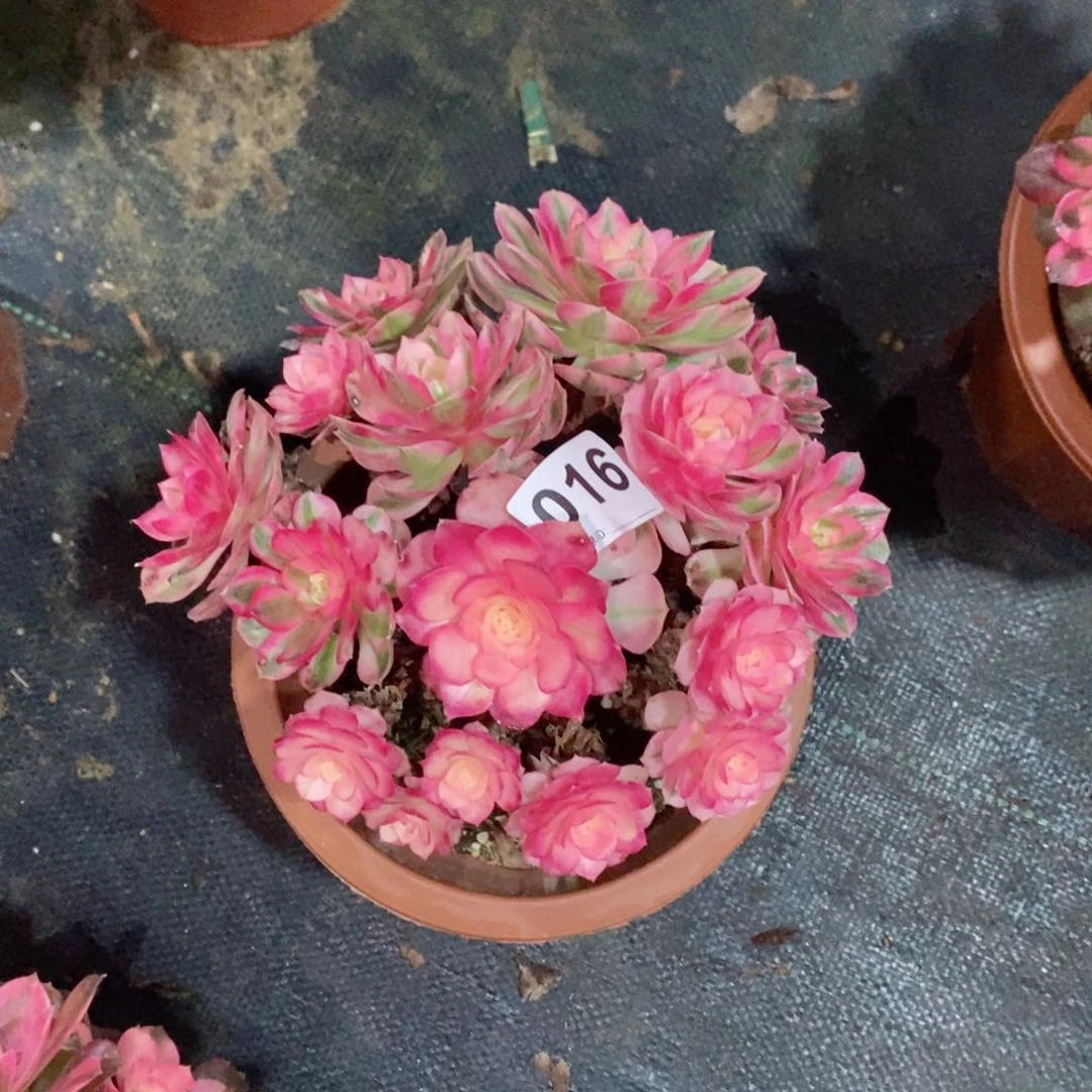 芳倾城016多肉17冠服