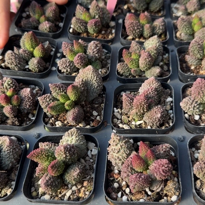 单颗朱紫玉量拍链接