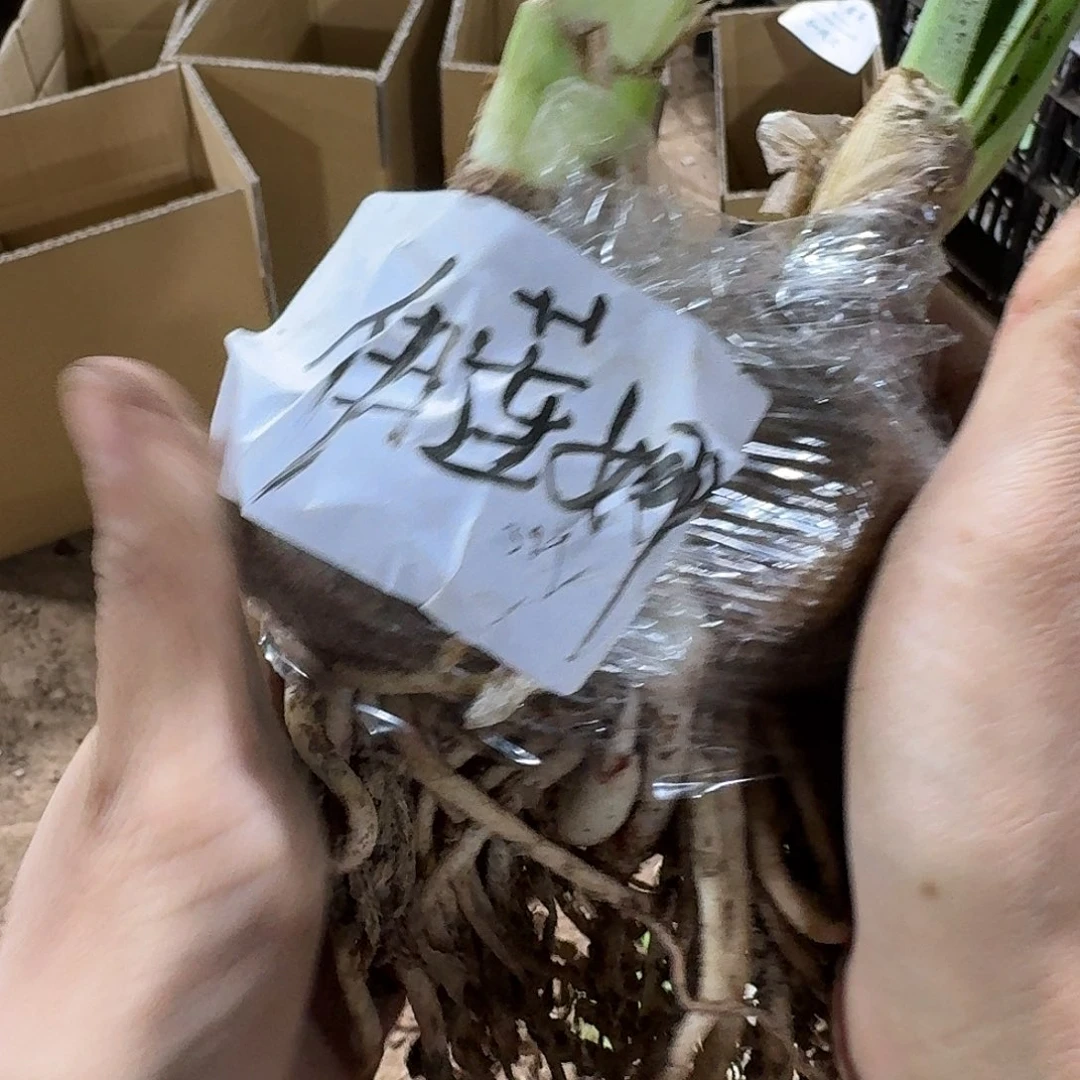 伊莲娜双胞胎发发发