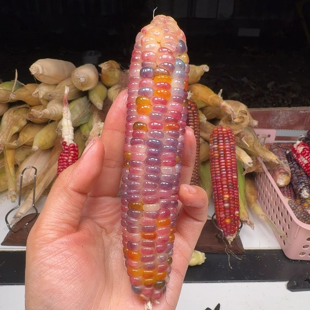 煎***子柏香籽/百香籽吊坠