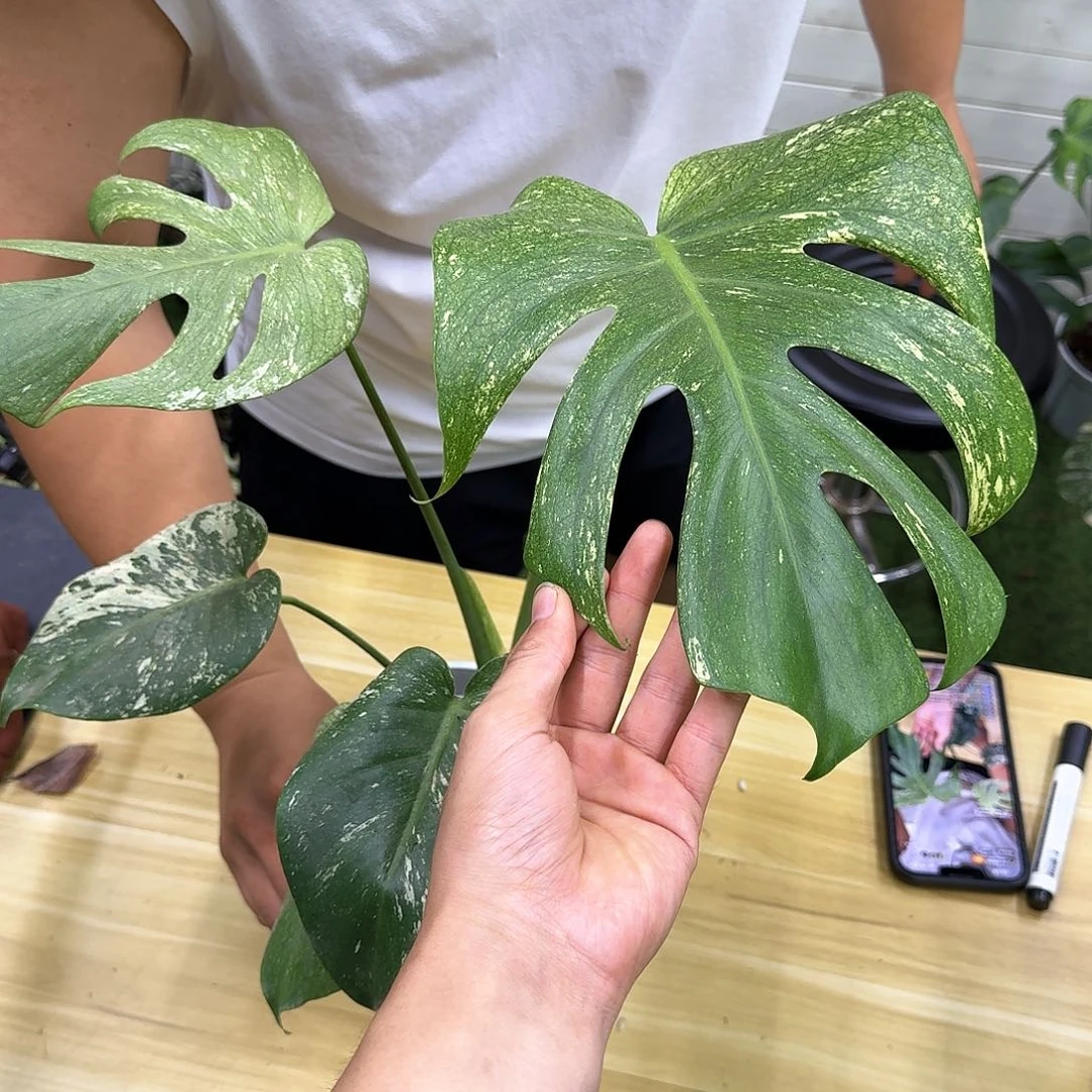 无花朵昵***置Q66