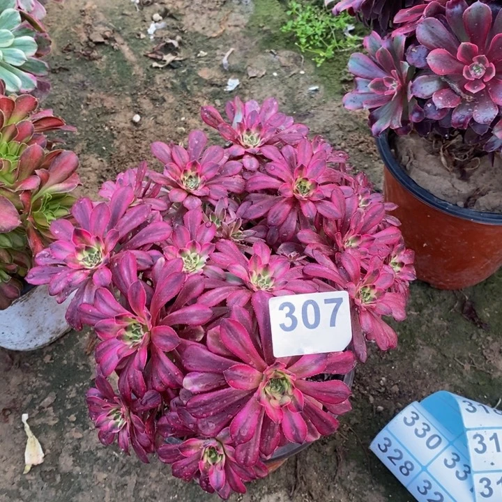 307粉铜绣球多肉