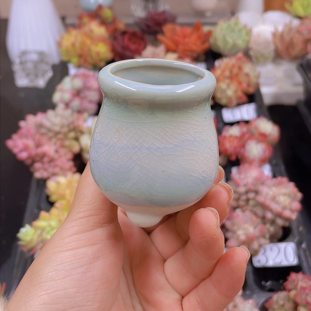 多肉无土栽培多肉植物