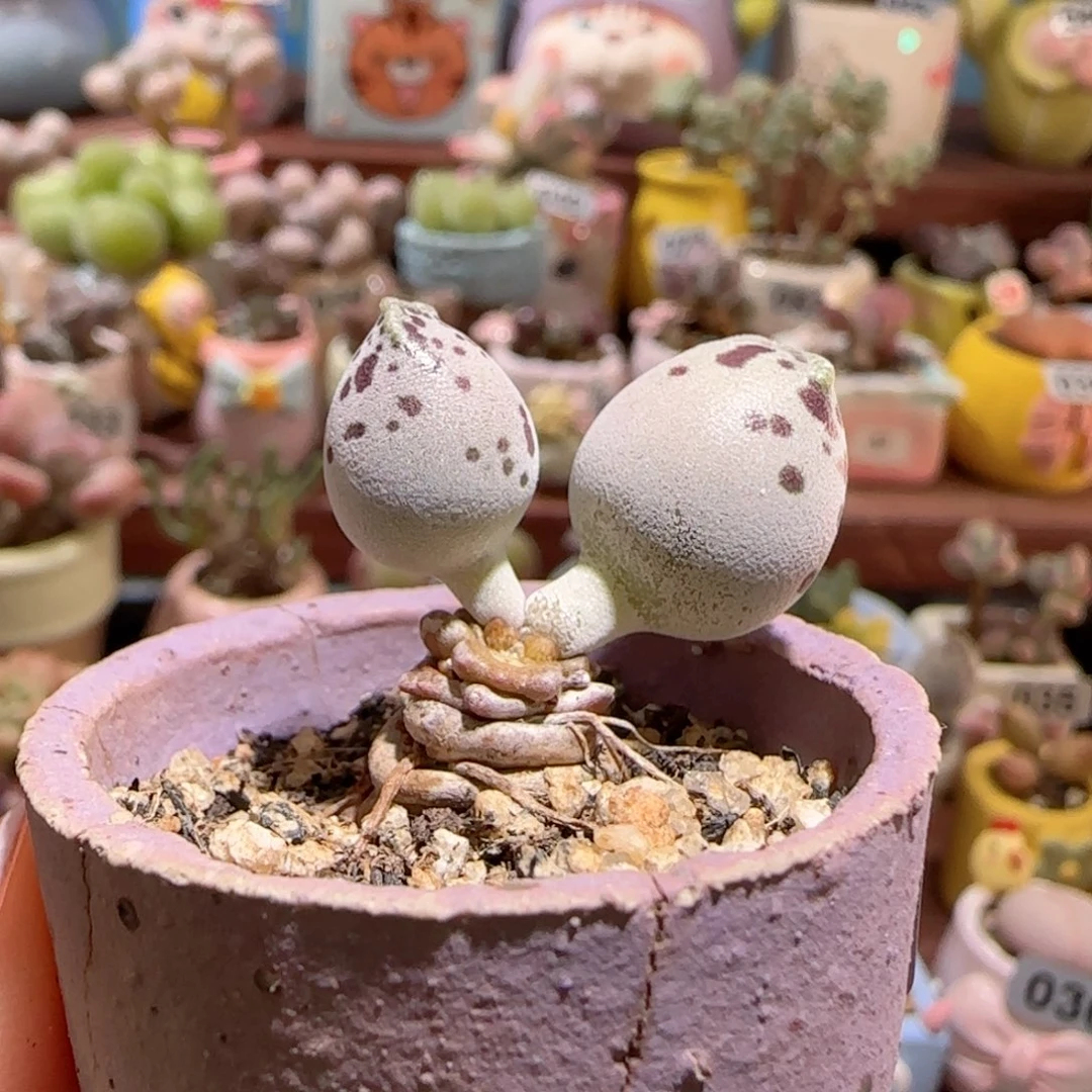 佑***爺T粉海豹盆口2.5cm