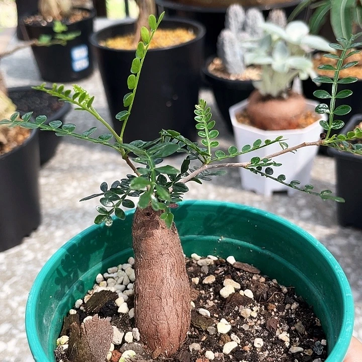 象足漆6666666666666666