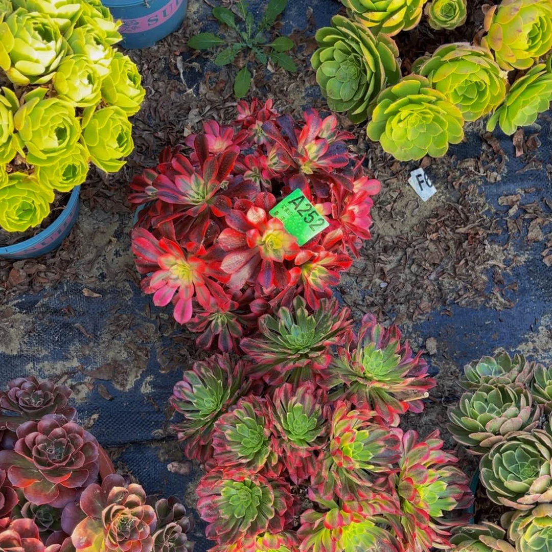 两颗法师朵朵1-15