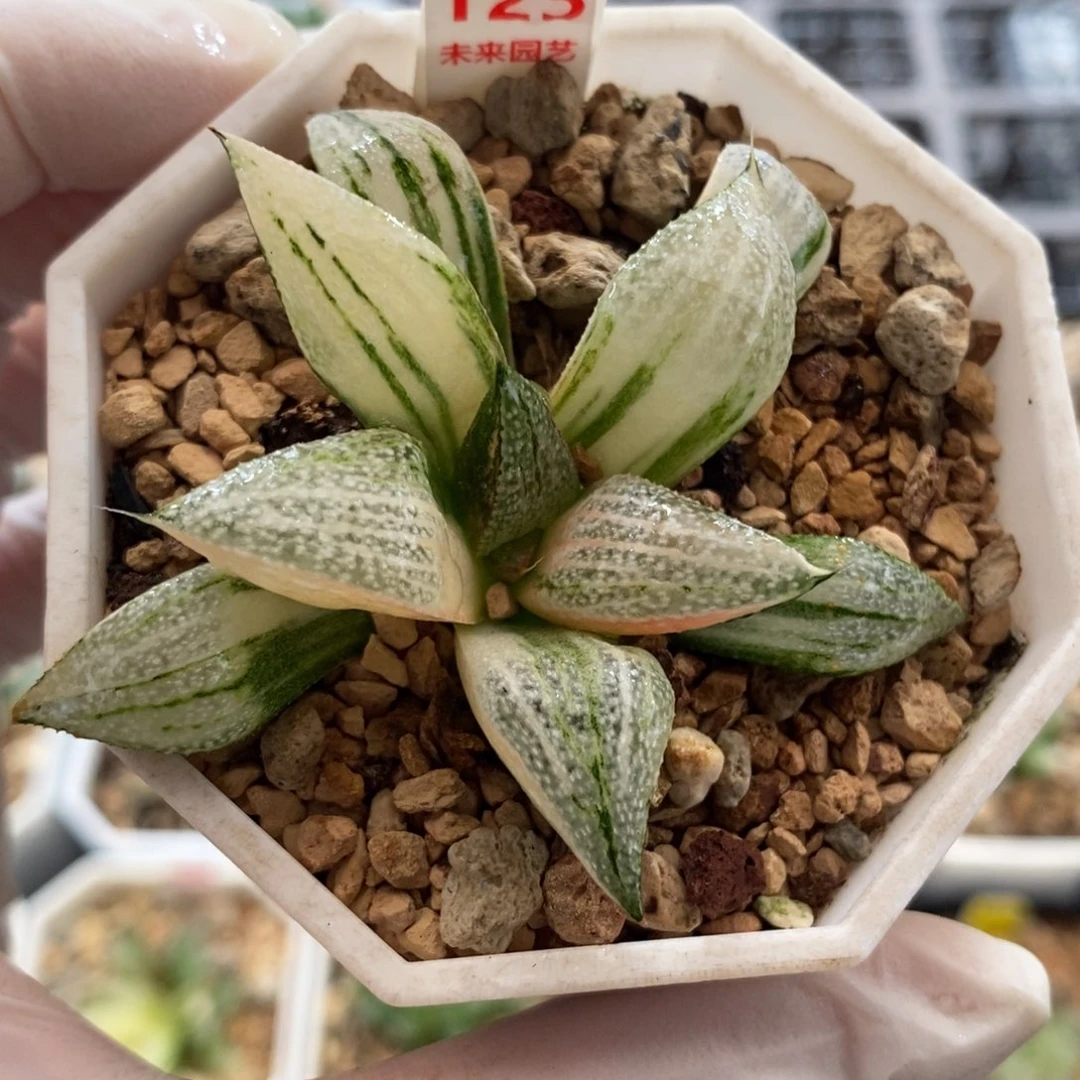 123青蟹寿锦一物一图