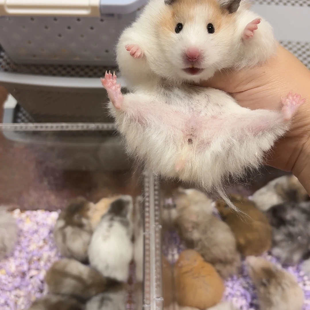 直毛妹妹火波利3个月