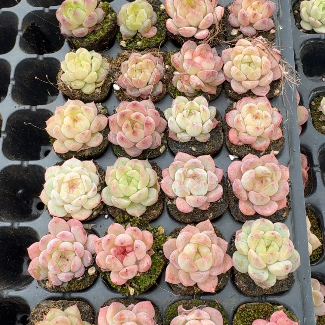 20-19珍妮穴盘二十四颗带穴盘发货量拍（微选育区）