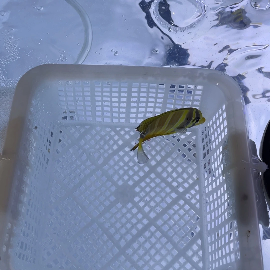 海水鱼大帆一条1111