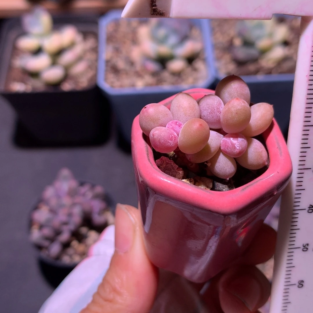 彩虹奶酪c 迷你带盆