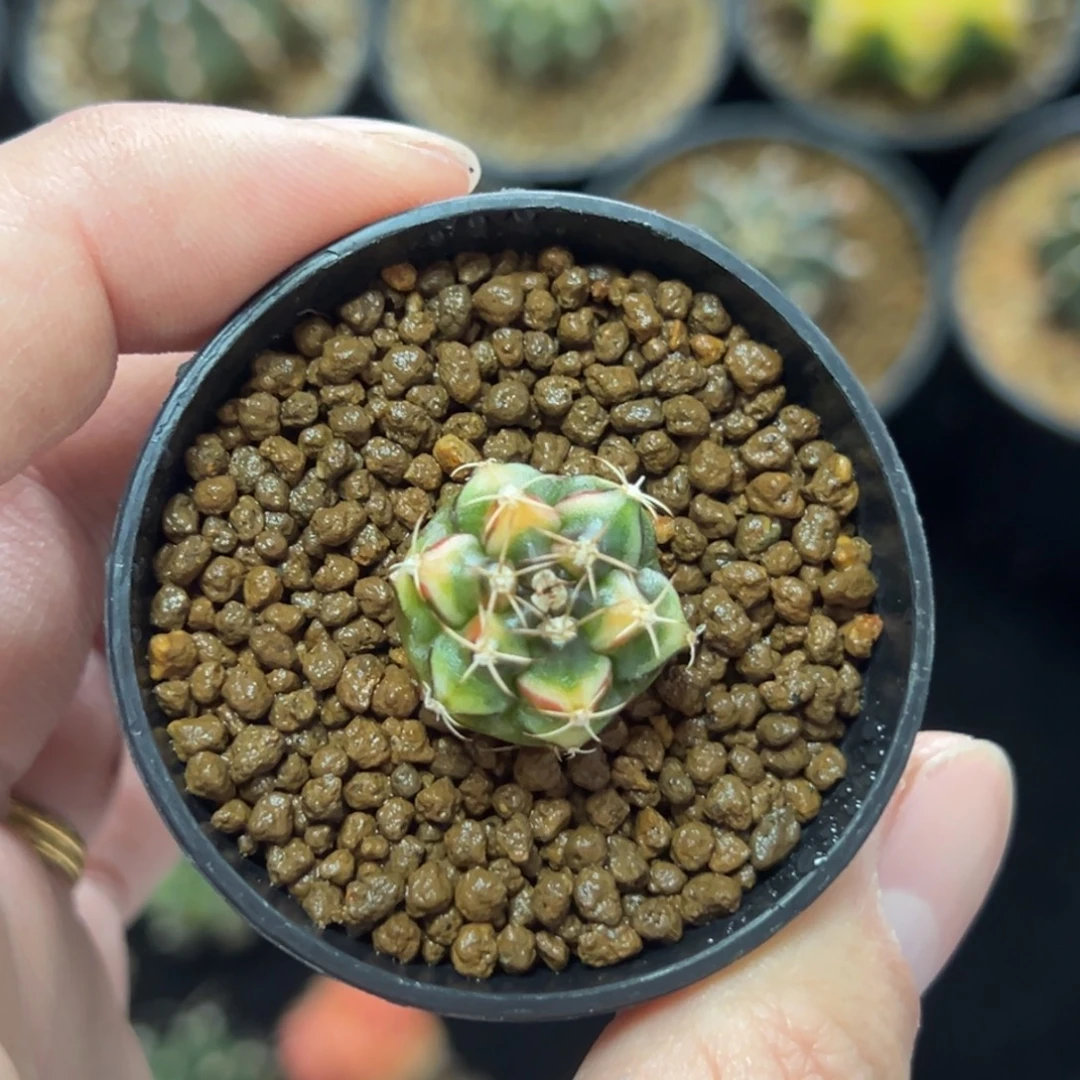 六棱猫眼侧芽自根带盆土发货4