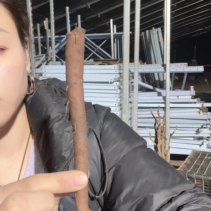 当前无花栽培后可以开花提图斯根