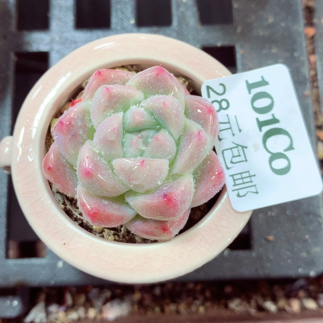 5厘米盆精控多肉101