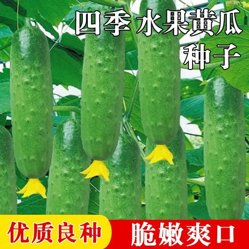 四季播种水果黄瓜节节瓜高产小黄瓜地载阳台盆栽菜籽四季蔬菜种子