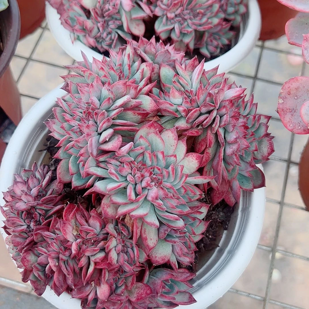 红拉糖缀精品特价精品