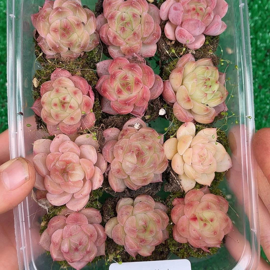 多肉一物一拍29-69