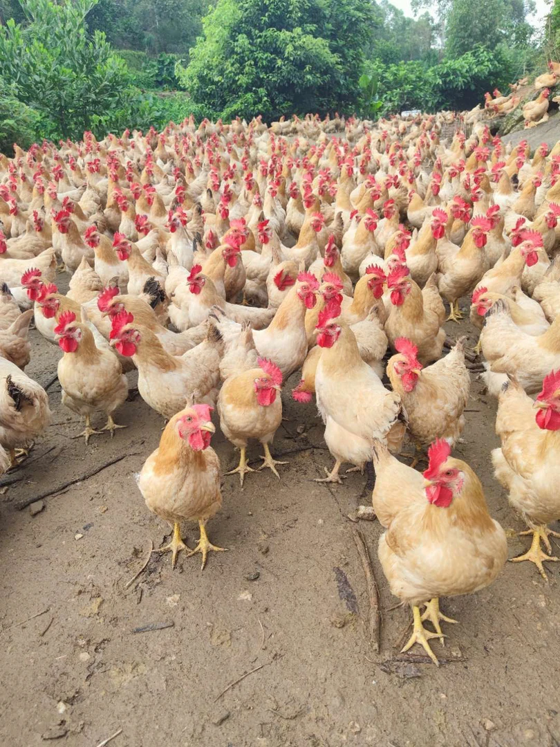 （一物一拍，发7只7斤左右三黄母鸡）现挑现称果园散养走地鸡土鸡