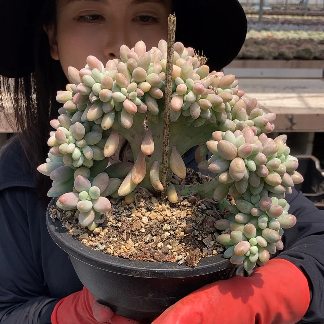 5-77 一物一拍直播间直播间为准寄养