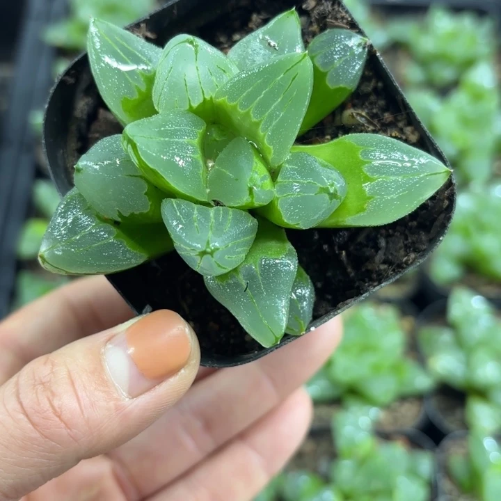 冰城寿多肉植物666