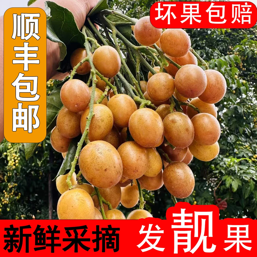 [顺丰/京东包邮]广西黄皮果黑金刚黄皮果现摘现发当季水果3/5斤