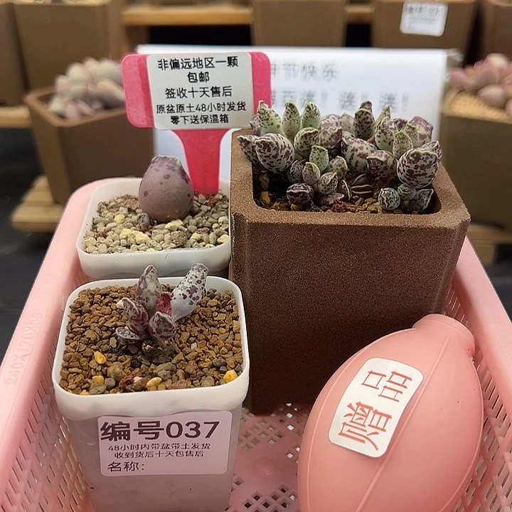 ?***?037花豹丸叶战神多肉