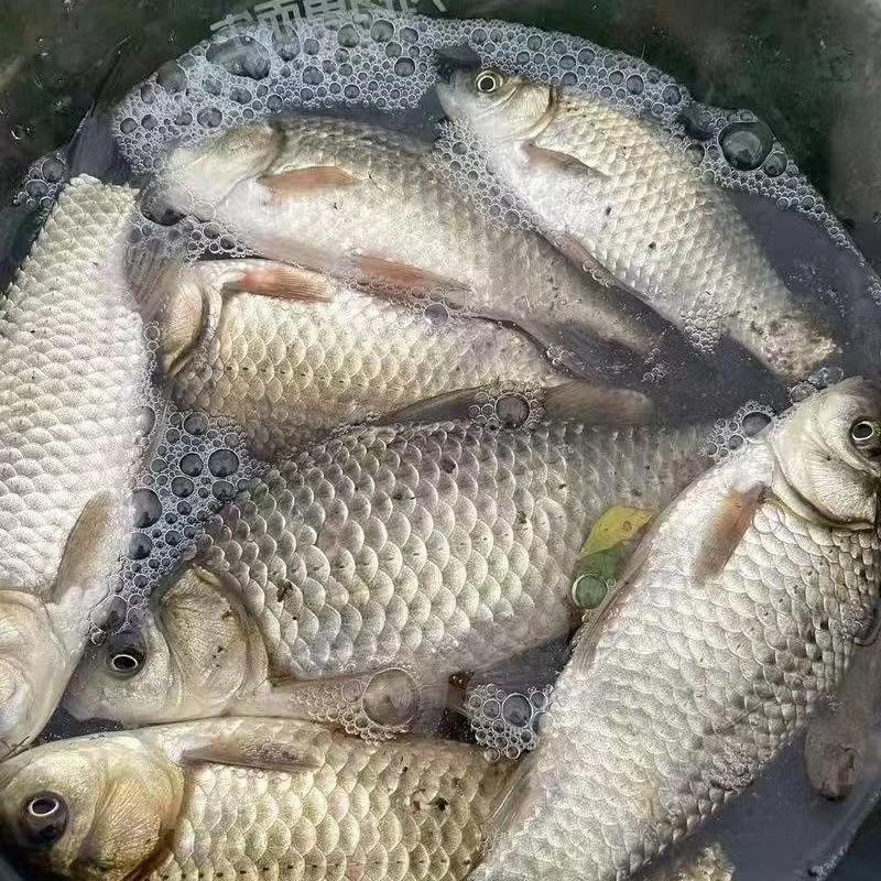 鲫鱼新鲜现杀鲜活冷冻