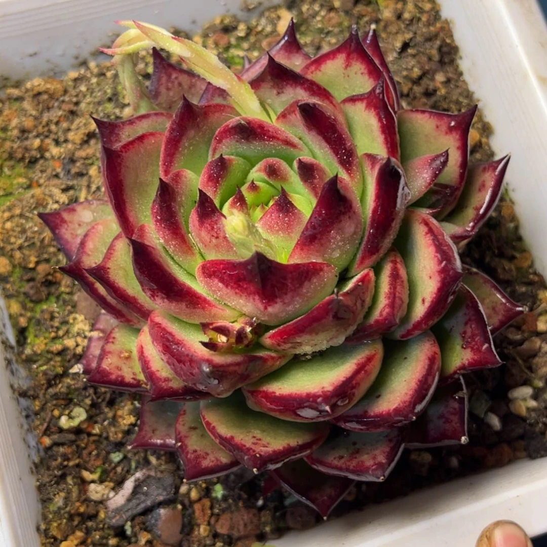 【闪购商品】东云个体多肉23.8